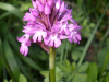 Anacamptis pyramidalis